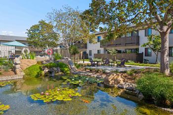Beautiful koi pond setting